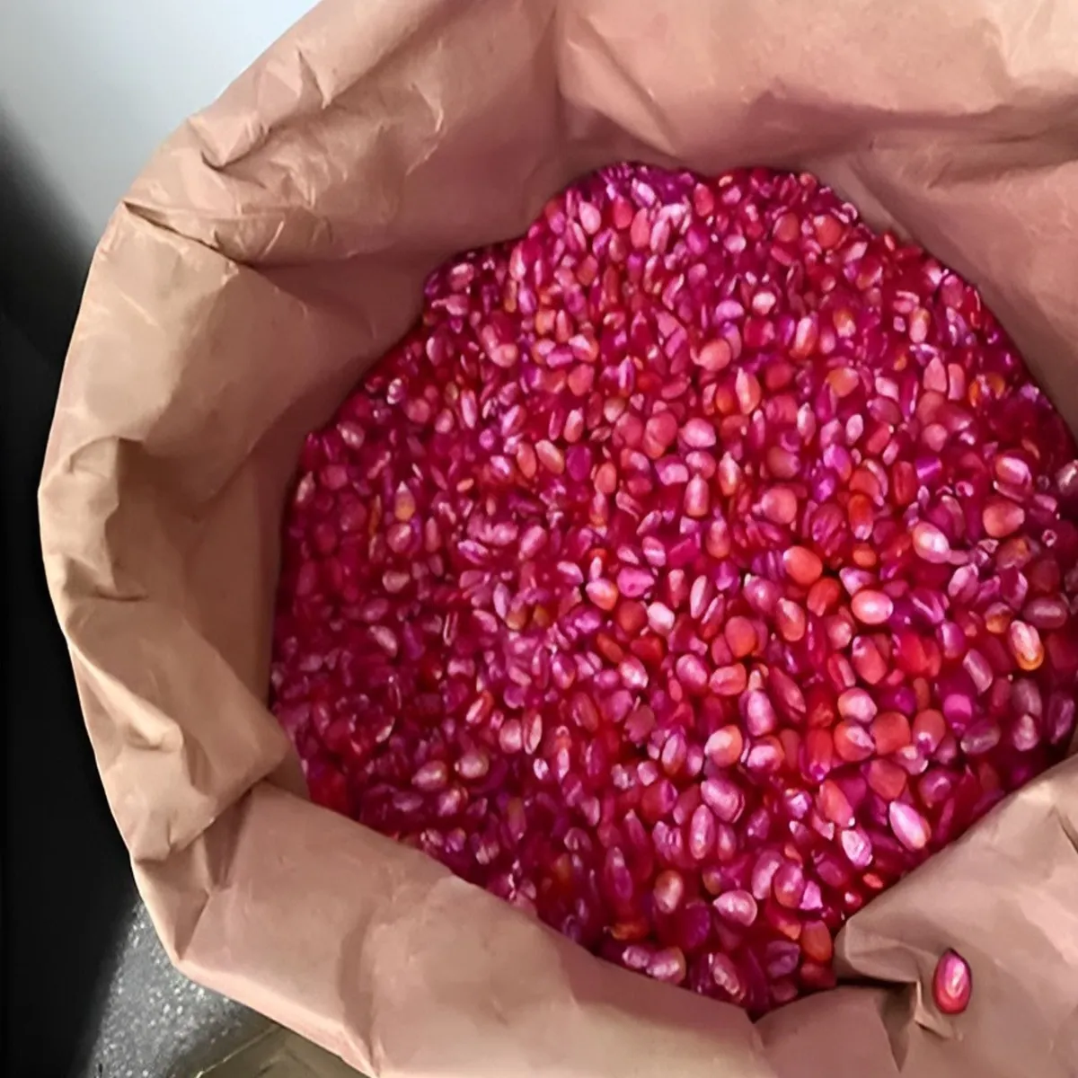 1Kg Semente Milho Híbrido Feroz Syngenta Vip3 - Imagem 3